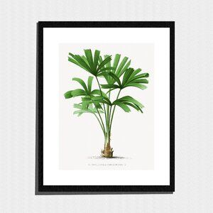 Art Print, Leafy Palm Tree Botanical Painting